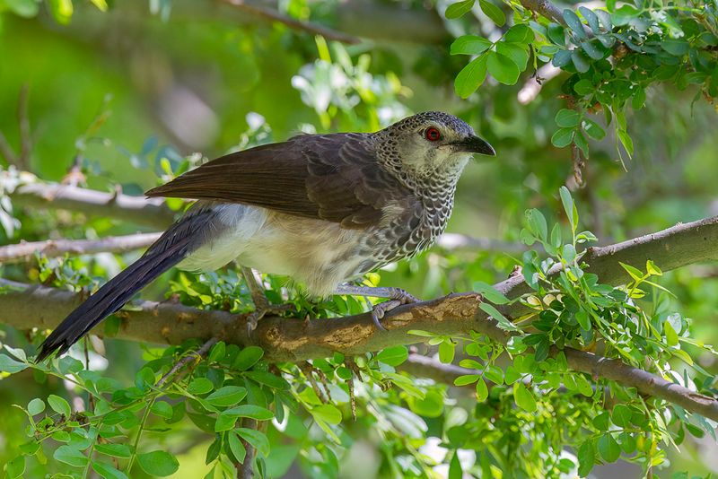 White-rumped Babbler
