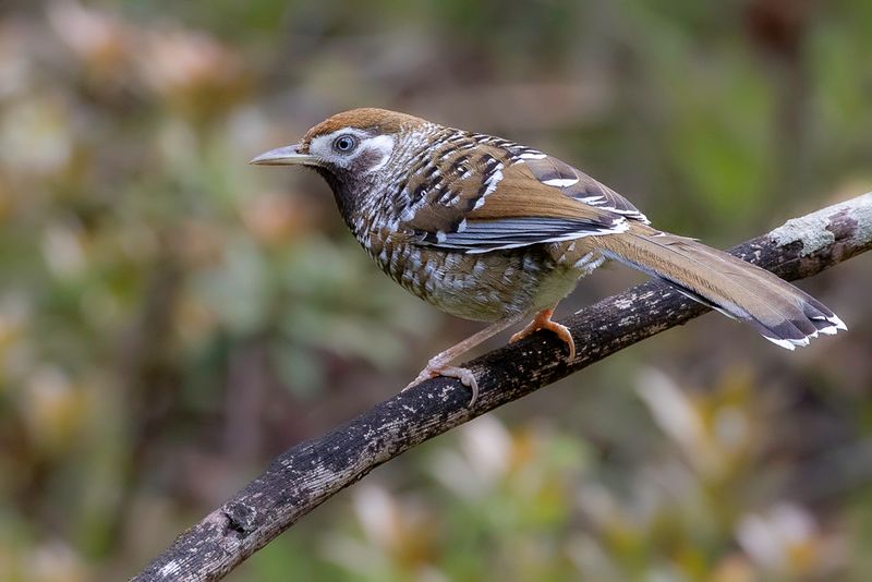 White-speckled Laughingthrush