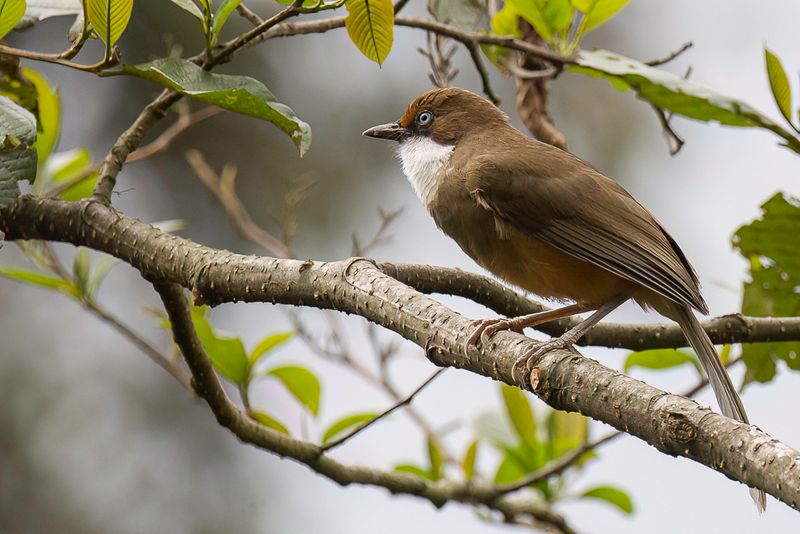 White-throated Laughingthrush
