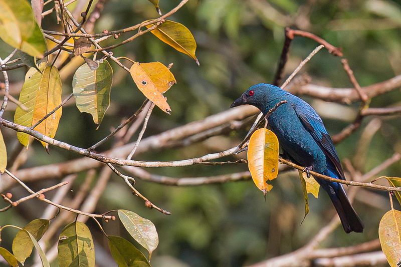 Asian Fairy-bluebird (f)