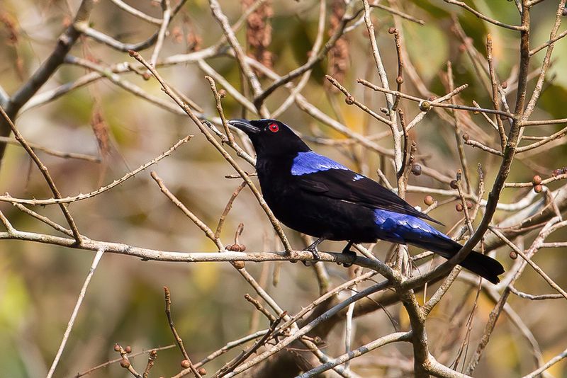 Asian Fairy-bluebird (m)