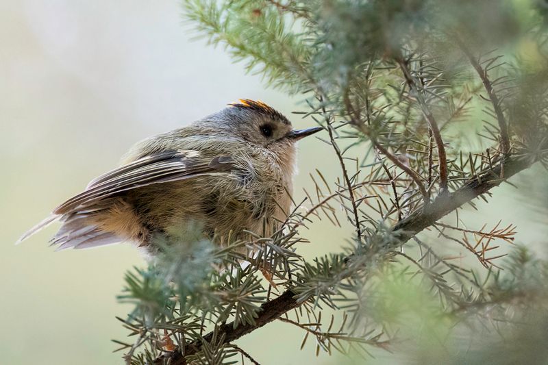 Goldcrest