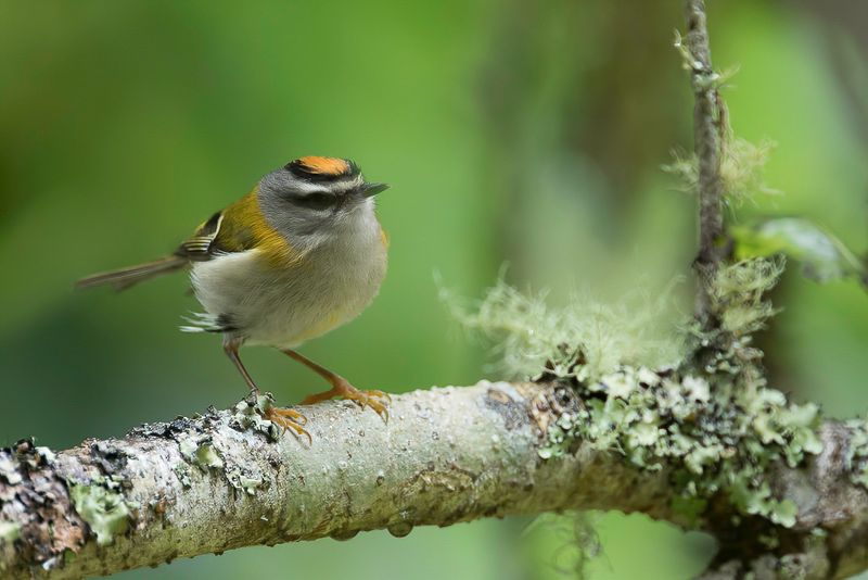 Madeira Firecrest