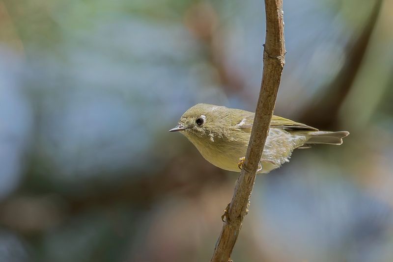 Ruby-crowned Kinglet