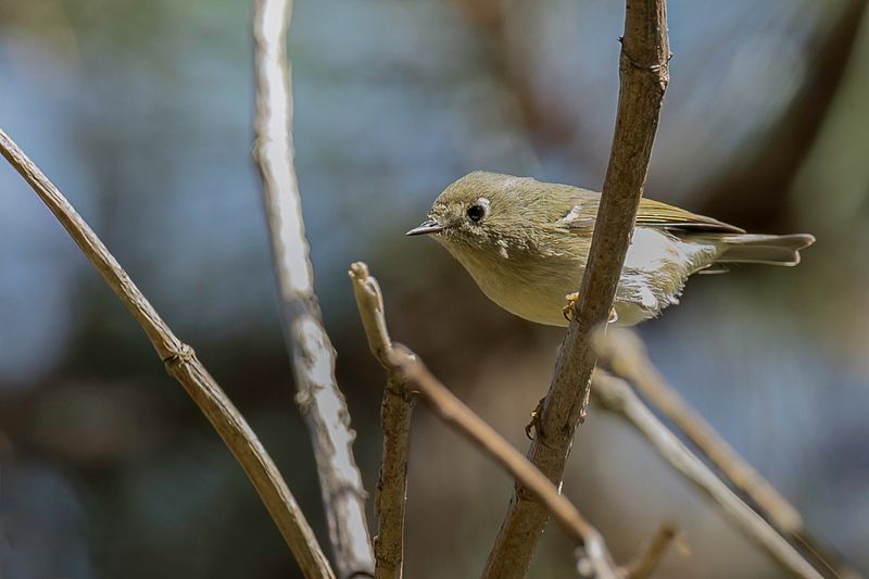 Ruby-crowned Kinglet