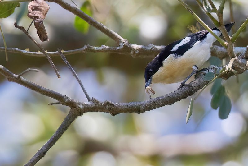 Southern Hyliota