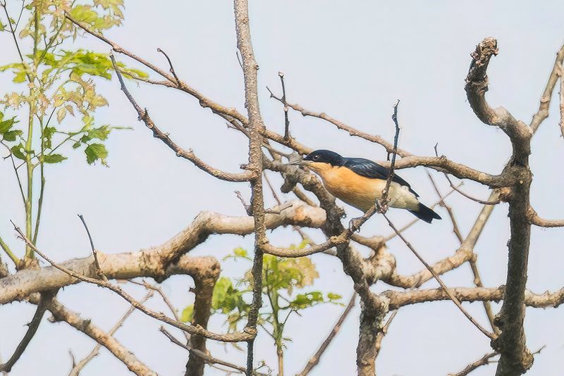 Violet-backed Hyliota