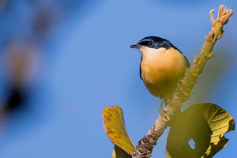Yellow-bellied Hyliota