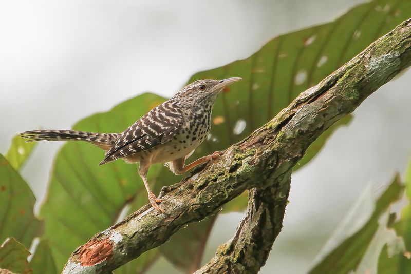 Band-backed Wren