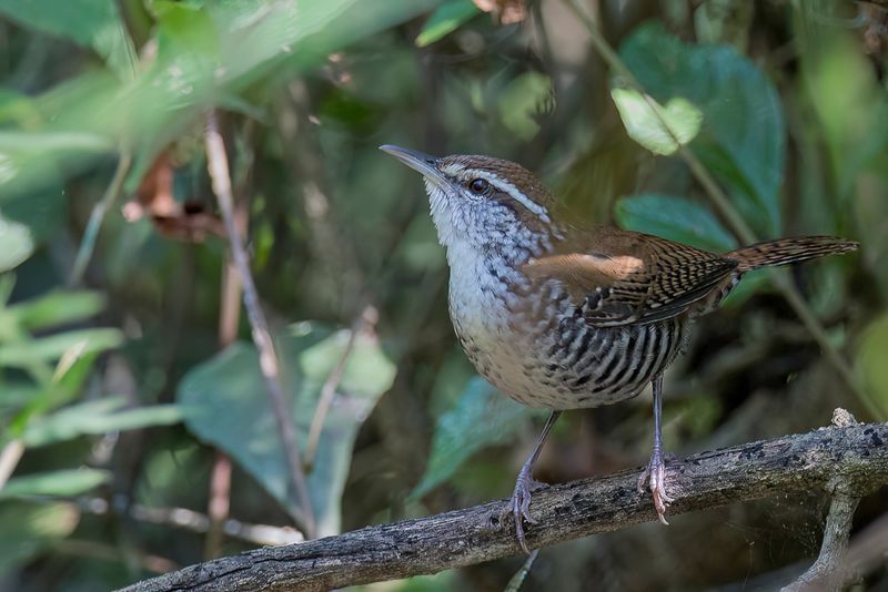 Banded Wren