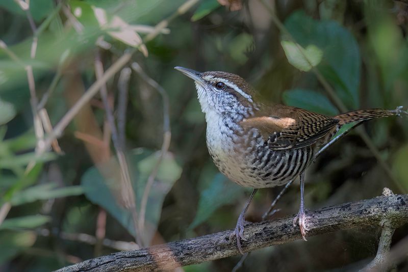 Banded Wren