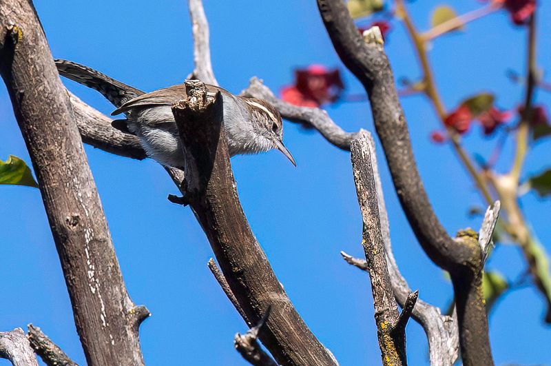 Bewick's Wren