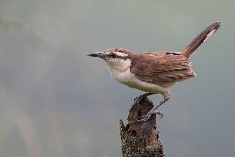 Bicolored Wren