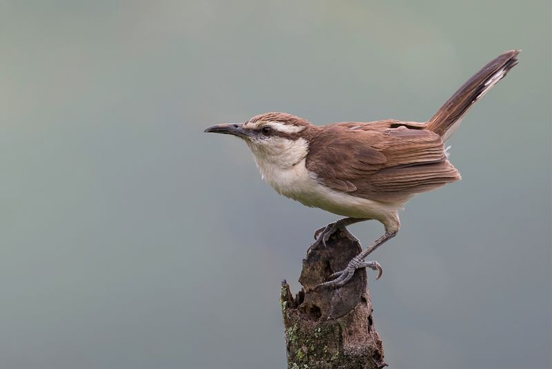 Bicolored Wren