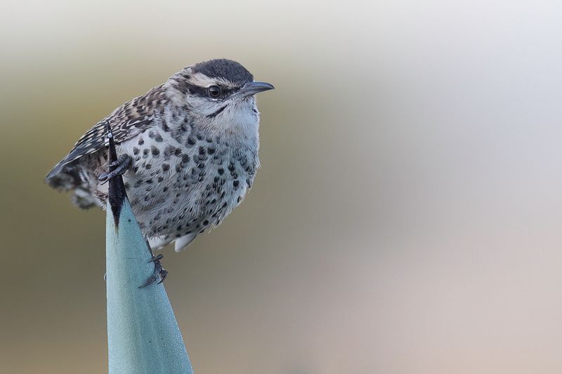 Boucard's Wren