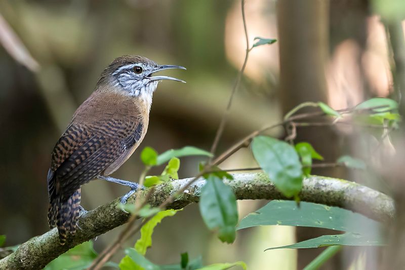 Buff-breasted Wren
