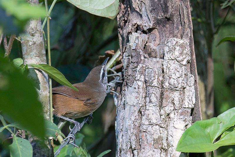 Cabanis's Wren