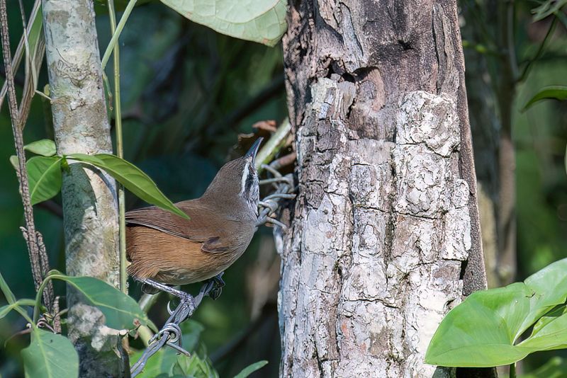 Cabanis's Wren