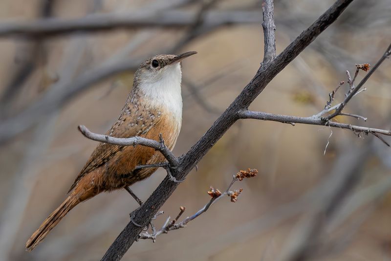 Canyon Wren