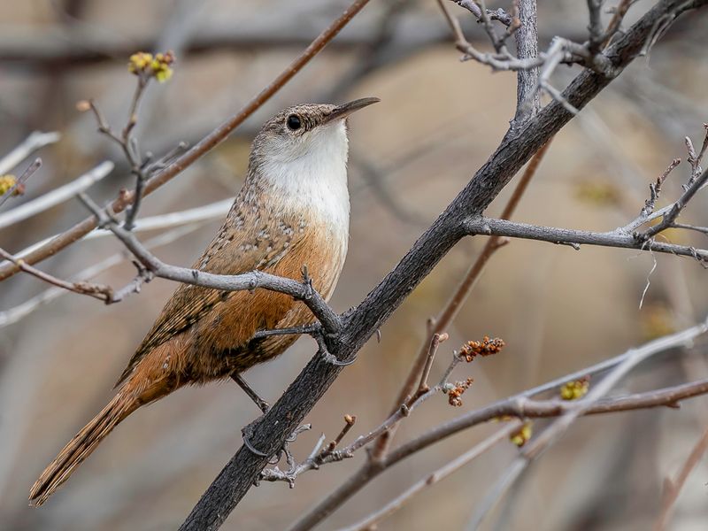 Canyon Wren