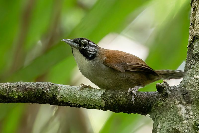 Coraya Wren