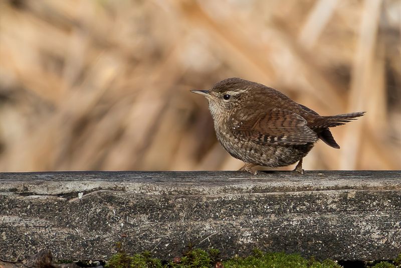 Eurasian Wren