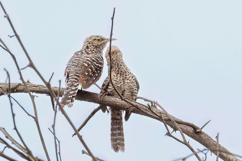 Fasciated Wren