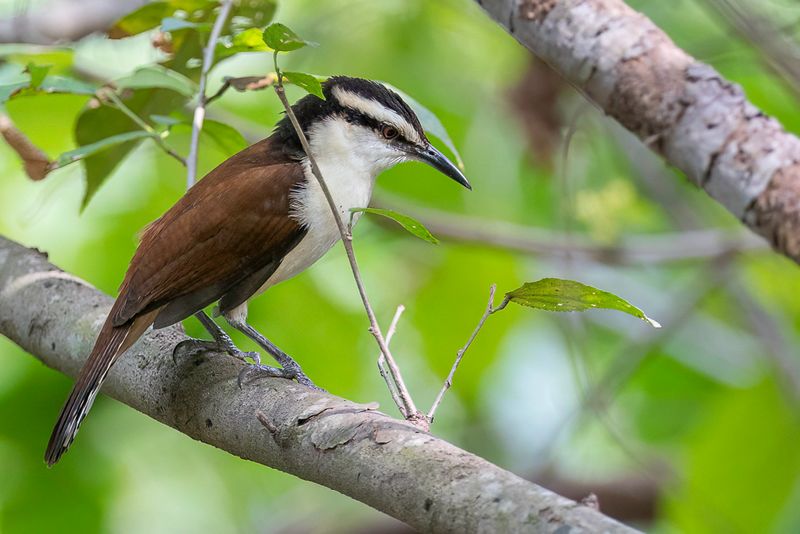Giant Wren
