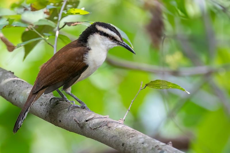 Giant Wren