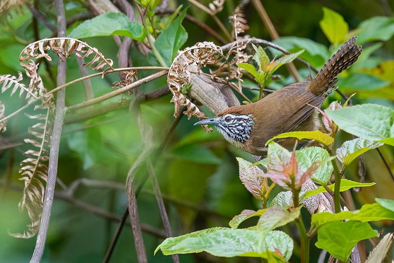 Happy Wren