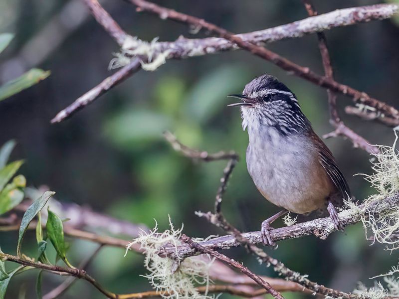 Hermit Wood Wren