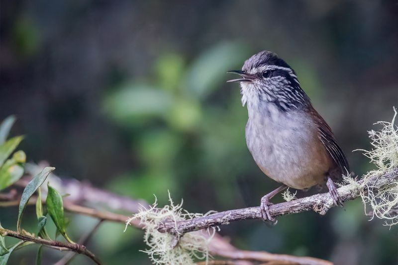 Hermit Wood Wren