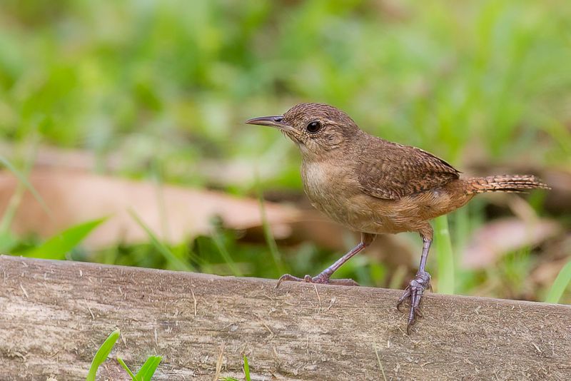 Southern House Wren