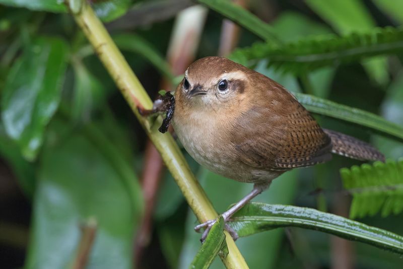 Mountain Wren