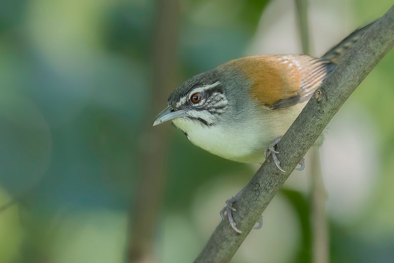Moustached Wren