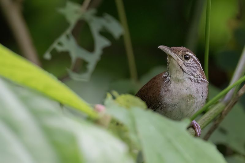 Niceforo's Wren