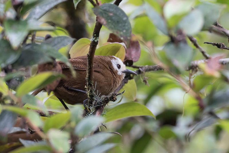 Peruvian Wren