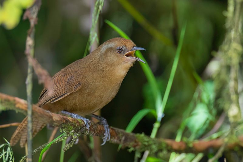 Peruvian Wren