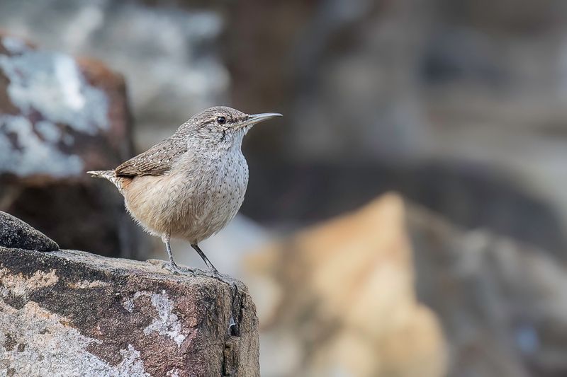 Rock Wren