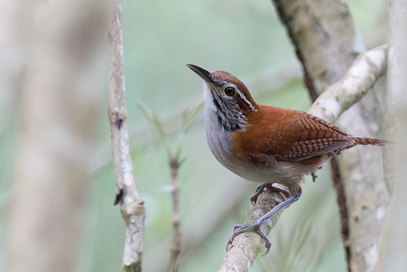 Rufous-and-white Wren