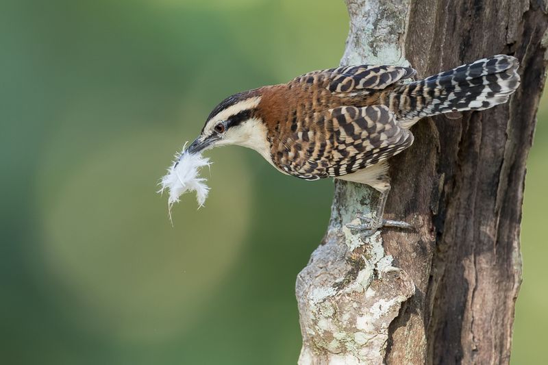 Rufous-backed Wren