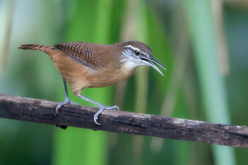 Long-billed Wren