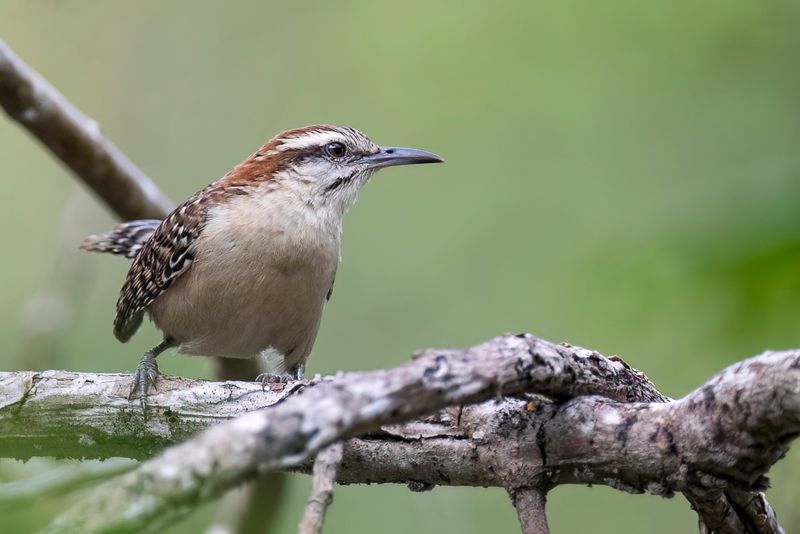 Russet-naped Wren