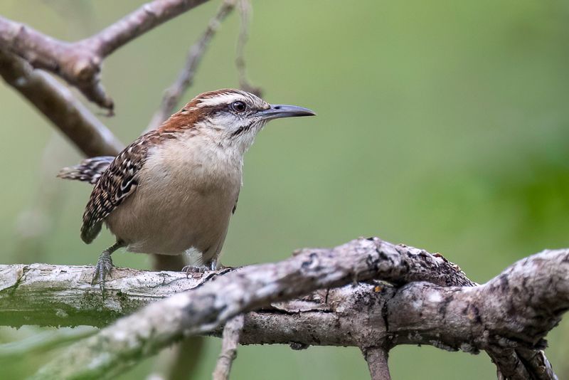 Russet-naped Wren