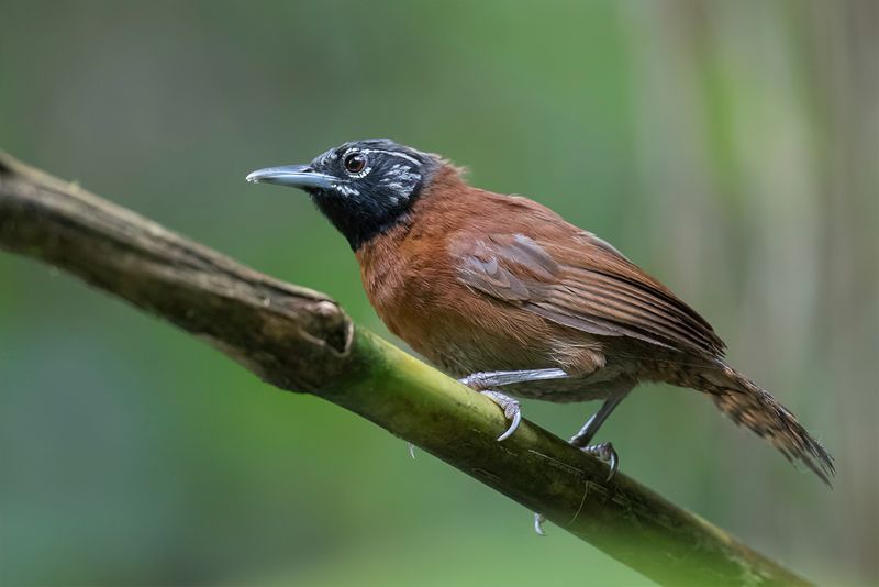 Sooty-headed Wren