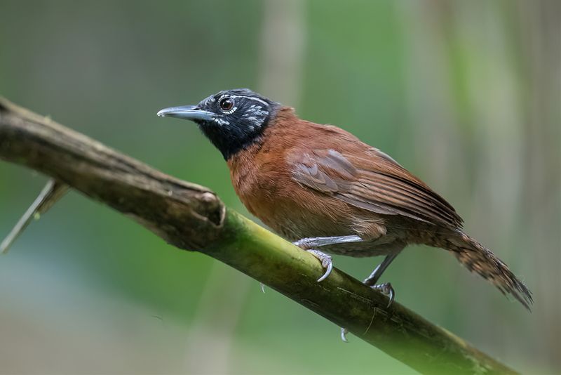 Sooty-headed Wren