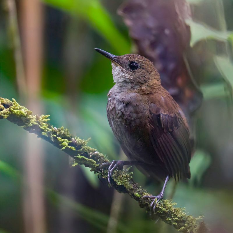 Southern Nightingale-Wren
