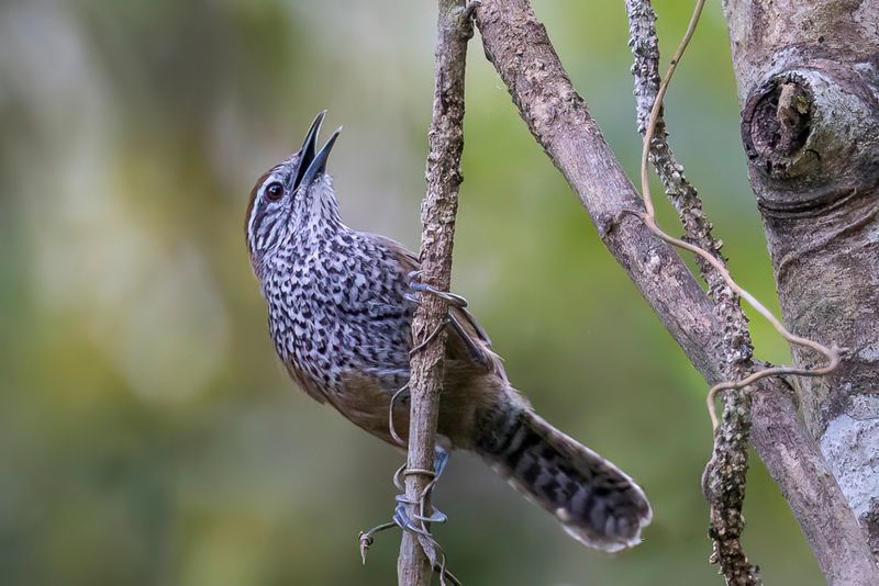 Spot-breasted Wren