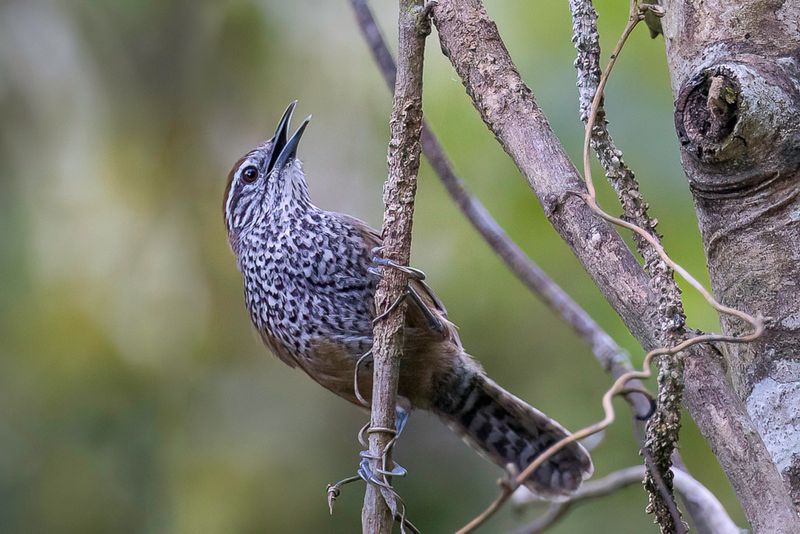 Spot-breasted Wren