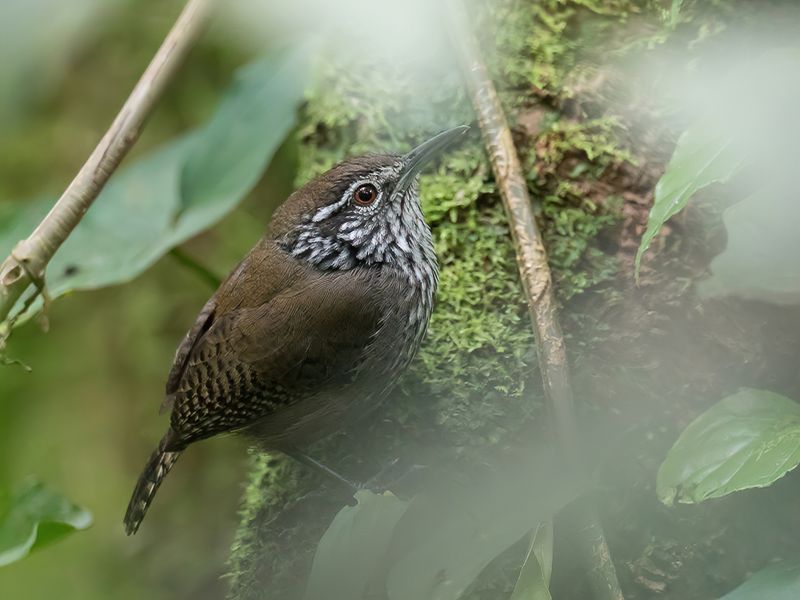 Stripe-breasted Wren